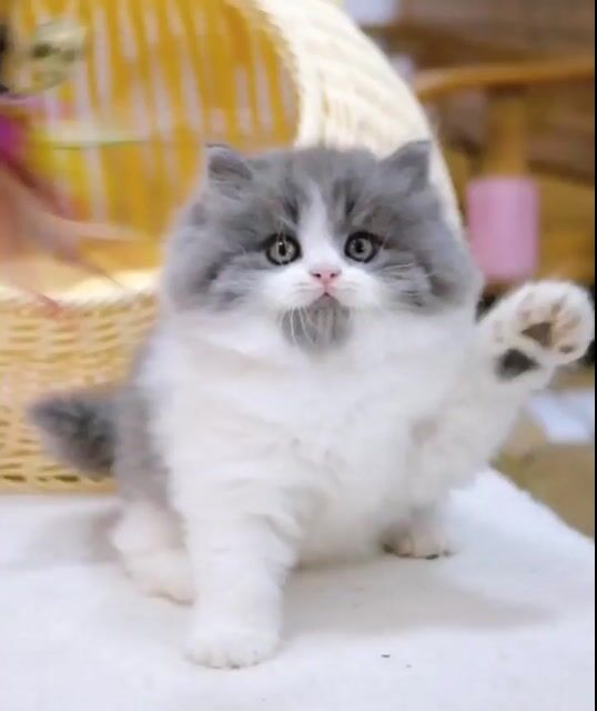Mèo Anh lông dài bicolor đực cái xinh giao liền. Mua bán Mèo tại Thành phố Thủ Đức Tp Hồ Chí Minh được đăng bởi Âu Minh Huy hình 1