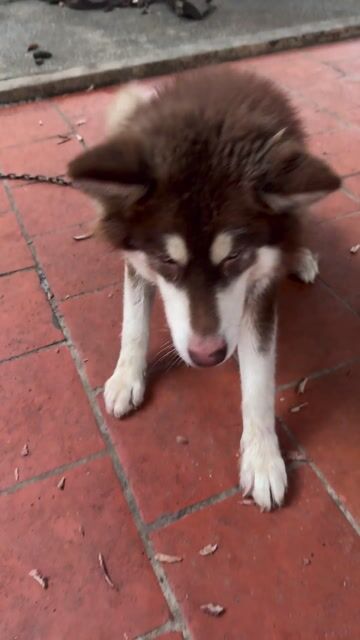 Chó Alaska thuần chủng cái 10 tháng. Mua bán Chó tại Thành phố Bắc Giang Bắc Giang được đăng bởi Công hình 1