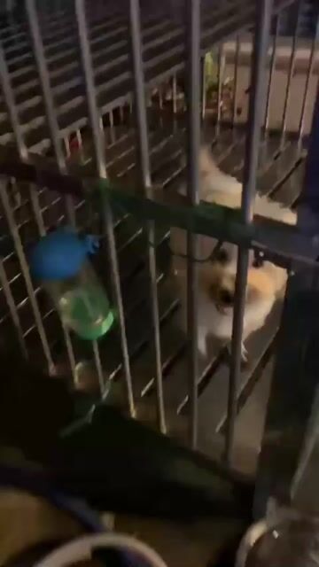 Chó poodle lùn ❤Bull Pháp💚❤️💛 saigon hcm. Mua bán Chó tại Quận 8 Tp Hồ Chí Minh được đăng bởi Cửa Hàng Thanh Lý Đồ Cũ Mới hình 1