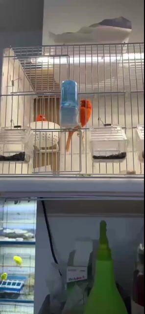 Chim Hồng yến Cam Đực Cái đã sinh sản. Mua bán Chim tại Quận Bình Tân Tp Hồ Chí Minh được đăng bởi N T P hình 1