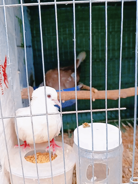 5 Cặp Pháp Sinh Sản . Mua bán Chim tại Huyện Lấp Vò Đồng Tháp được đăng bởi PH Dinh hình 1