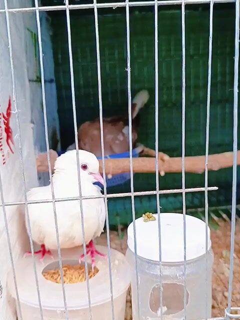 5 Cặp Pháp Sinh Sản . Mua bán Chim tại Huyện Lấp Vò Đồng Tháp được đăng bởi PH Dinh hình 1