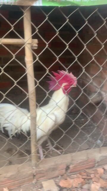 Gà úa thái mỹ hiện khoảng 3kg3. Mua bán Gà tại Huyện Trảng Bom Đồng Nai được đăng bởi huynh Nga hình 1