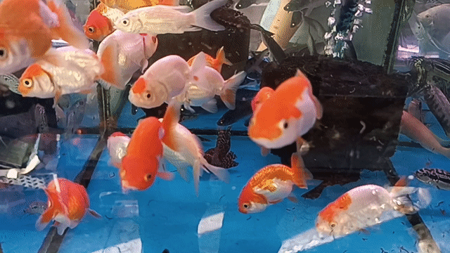 Cá Ranchu, Ông Tiên, Cá Vàng, Cá Koi, 3 Đuôi. Mua bán Thú cưng khác tại Quận Tân Bình Tp Hồ Chí Minh được đăng bởi Quý Trần Đại hình 1