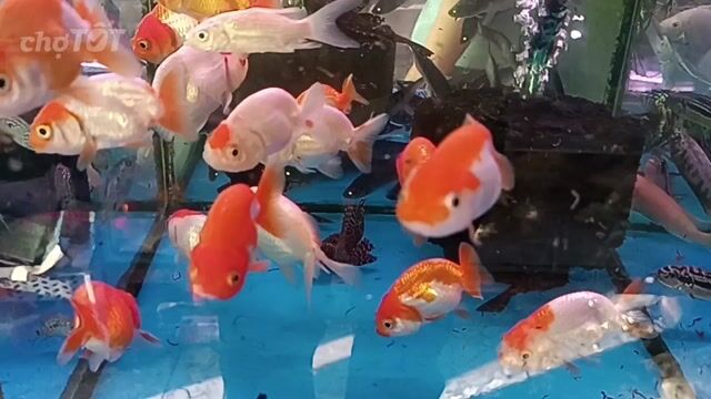 Cá Ranchu, Ông Tiên, Cá Vàng, Cá Koi, 3 Đuôi. Mua bán Thú cưng khác tại Quận Tân Bình Tp Hồ Chí Minh được đăng bởi Quý Trần Đại hình 1