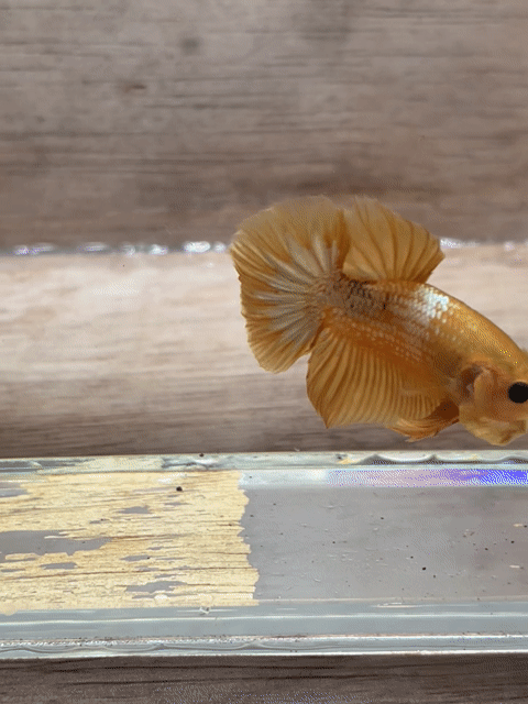 Cá Betta Plakat đực 3-3.5cm 1.5-2 tháng. Mua bán Thú cưng khác tại Quận 3 Tp Hồ Chí Minh được đăng bởi Long hình 1