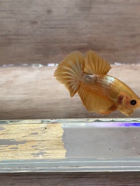 Cá Betta Plakat đực 3-3.5cm 1.5-2 tháng. Mua bán Thú cưng khác tại Quận 3 Tp Hồ Chí Minh được đăng bởi Long hình 1