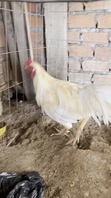 Gà thái mỹ 3kg5 đúng mùa đầu tay đặc. Mua bán Gà tại Huyện Long Phú Sóc Trăng được đăng bởi HT Asill Mỹ hình 1
