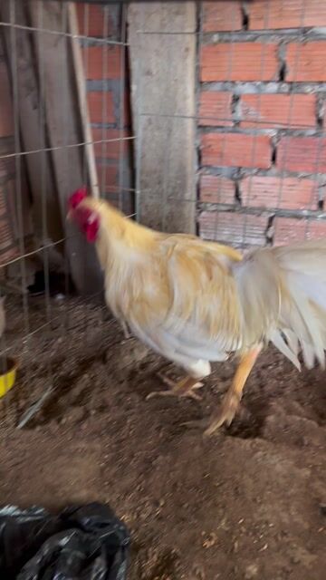 Gà thái mỹ 3kg5 đúng mùa đầu tay đặc. Mua bán Gà tại Huyện Long Phú Sóc Trăng được đăng bởi HT Asill Mỹ hình 1