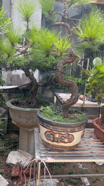 Cây cảnh Thông cao 120cm. Mua bán Cây cảnh, đồ trang trí tại Huyện Đông Anh Hà Nội được đăng bởi Giang hình 1
