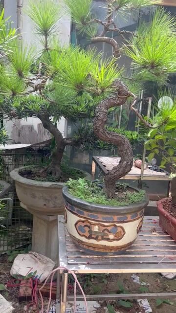Cây cảnh Thông cao 120cm. Mua bán Cây cảnh, đồ trang trí tại Huyện Đông Anh Hà Nội được đăng bởi Giang hình 1