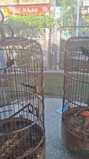 Chim hút mật 7 màu. Mua bán Chim tại Thành phố Dĩ An Bình Dương được đăng bởi Tư Đen hình 1