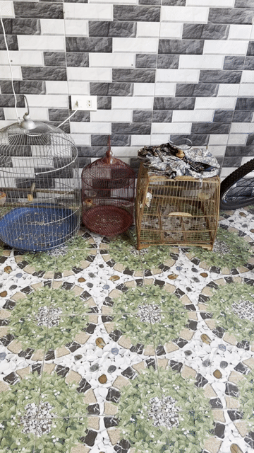 Lồng chim Kim loại Gỗ3cai. Mua bán Phụ kiện, Thức ăn, Dịch vụ tại Huyện Long Thành Đồng Nai được đăng bởi Duc hình 1