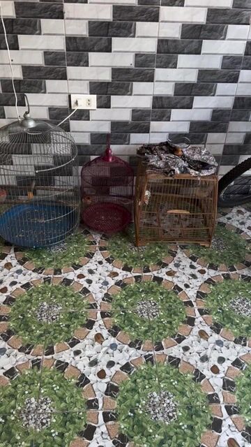 Lồng chim Kim loại Gỗ3cai. Mua bán Phụ kiện, Thức ăn, Dịch vụ tại Huyện Long Thành Đồng Nai được đăng bởi Duc hình 1