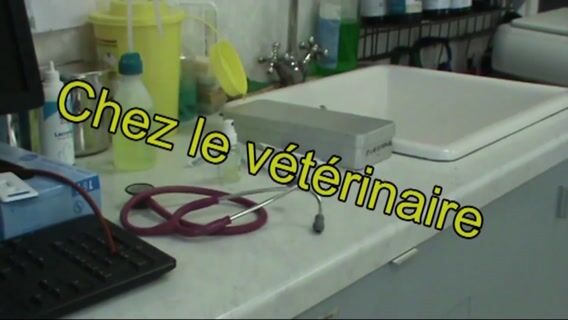 Dans la peau d'un véto