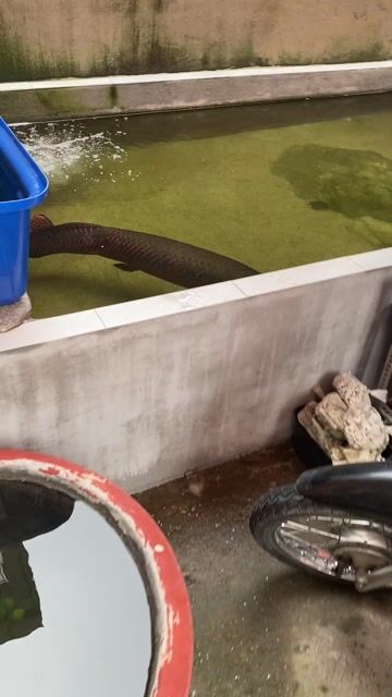 Cá hải tượng 1m7 nhượng lại đam mê. Mua bán Thú cưng khác tại Quận Gò Vấp Tp Hồ Chí Minh được đăng bởi Nguyễn Phùng Sơn hình 1