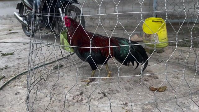 Gà Que 2k6 5 6 tháng. Mua bán Gà tại Huyện Châu Thành Hậu Giang được đăng bởi di duc hình 1