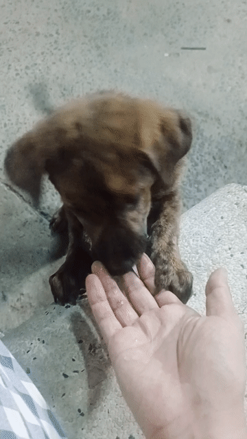 Chó Lạp xưởng lai Phú Quốc 2 tháng. Mua bán Chó tại Huyện Hóc Môn Tp Hồ Chí Minh được đăng bởi Huỳnh Thị Ngọc Trinh hình 1
