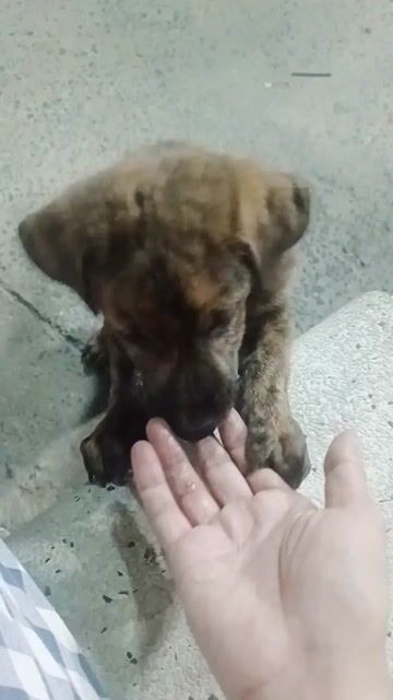 Chó Lạp xưởng lai Phú Quốc 2 tháng. Mua bán Chó tại Huyện Hóc Môn Tp Hồ Chí Minh được đăng bởi Huỳnh Thị Ngọc Trinh hình 1