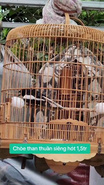Bán chòe than thuần siêng hót. Mua bán Chim tại Quận Gò Vấp Tp Hồ Chí Minh được đăng bởi Tưởng Họa Mi  hình 1