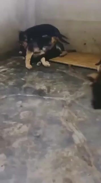 Chó Becgie Đức 9-10kg đã tiêm. Mua bán Chó tại Huyện Bình Chánh Tp Hồ Chí Minh được đăng bởi Trường Bùi nguyên hình 1