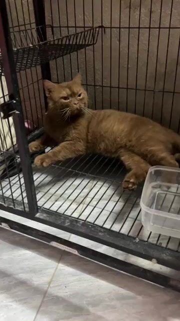 Mèo đực màu Nâu quế. Mua bán Mèo tại Huyện Thanh Trì Hà Nội được đăng bởi Dzung My hình 1