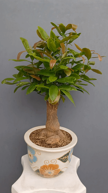 Mai bonsai để bàn Giảo Thủ Đức h20 đế đẹp h40. Mua bán Cây cảnh, đồ trang trí tại Quận Tân Bình Tp Hồ Chí Minh được đăng bởi Bonsai và Chậu xưa hình 1