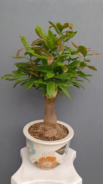 Mai bonsai để bàn Giảo Thủ Đức h20 đế đẹp h40. Mua bán Cây cảnh, đồ trang trí tại Quận Tân Bình Tp Hồ Chí Minh được đăng bởi Bonsai và Chậu xưa hình 1