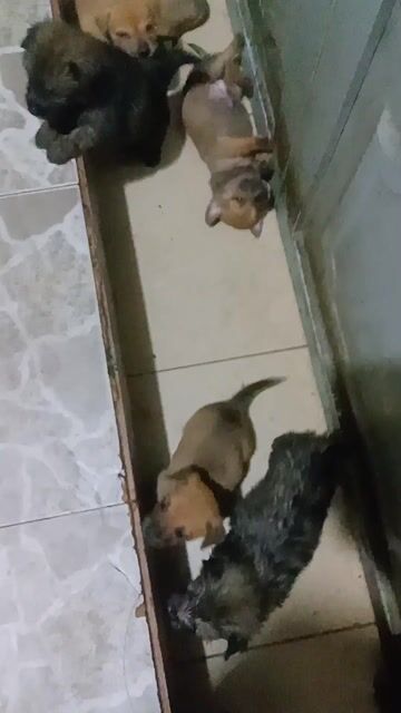 Chó con nhiều màu. Mua bán Chó tại Quận Bình Tân Tp Hồ Chí Minh được đăng bởi lưu hải nam hình 1