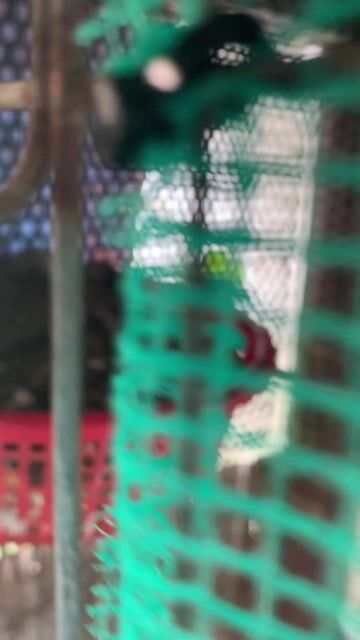 Chim cu Mã Lai 2 con 10 ngày tuổi. Mua bán Chim tại Thành phố Thủ Đức Tp Hồ Chí Minh được đăng bởi tài hình 1