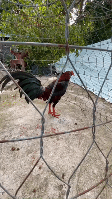 Gà chọi Cuban lai 1kg250 Đỏ đen. Mua bán Gà tại Huyện Thủ Thừa Long An được đăng bởi nguyen minh hy hình 1