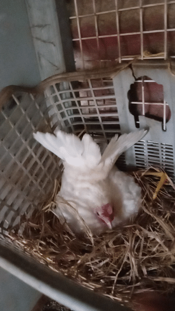 Gà Serama Đỏ cam Cả cặp. Mua bán Gà tại Thành phố Thủ Đức Tp Hồ Chí Minh được đăng bởi chao chảo mặt trắng  hình 1