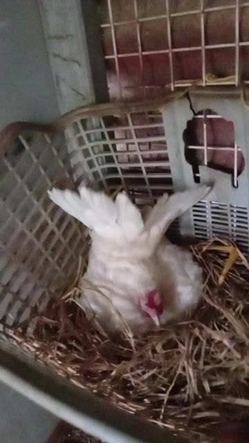 Gà Serama Đỏ cam Cả cặp. Mua bán Gà tại Thành phố Thủ Đức Tp Hồ Chí Minh được đăng bởi chao chảo mặt trắng  hình 1