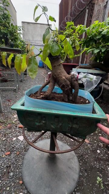 Cây cảnh Mai tam huyết. Mua bán Cây cảnh, đồ trang trí tại Huyện Bình Chánh Tp Hồ Chí Minh được đăng bởi Phạm trưởng hình 1