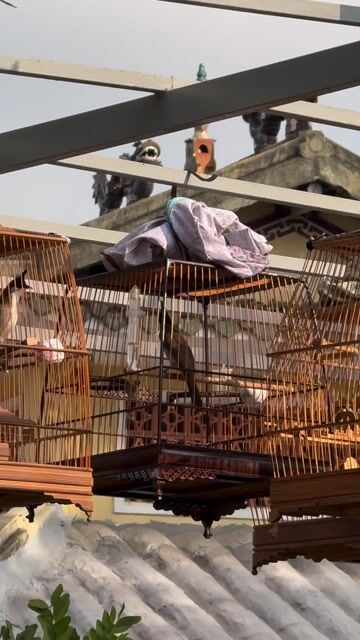 Chim chơi cafe cả bộ. Mua bán Chim tại Thành phố Thủ Đức Tp Hồ Chí Minh được đăng bởi Bùi thanh sang hình 1