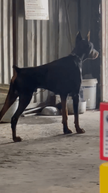 Đực Doberman . Mua bán Chó tại Huyện Bình Chánh Tp Hồ Chí Minh được đăng bởi Anh nông dân da đen hình 1