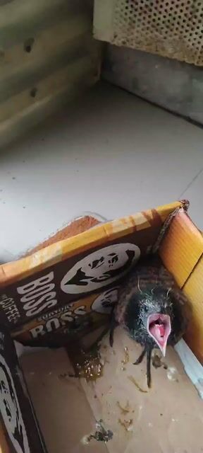 Chim b.ìm b.ịp. Mua bán Chim tại Quận Bắc Từ Liêm Hà Nội được đăng bởi Bui Ngoc Thinh hình 1