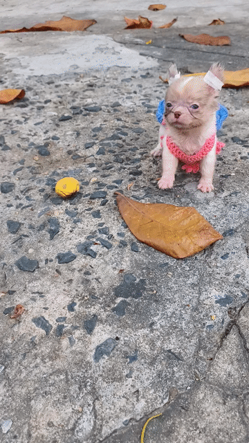 Chó Chihuahua girl. Mua bán Chó tại Quận 8 Tp Hồ Chí Minh được đăng bởi Chihuahua nhà ZoZo hình 1