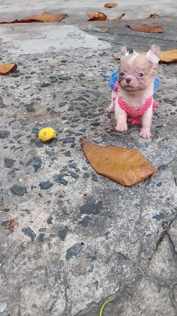 Chó Chihuahua girl. Mua bán Chó tại Quận 8 Tp Hồ Chí Minh được đăng bởi Chihuahua nhà ZoZo hình 1