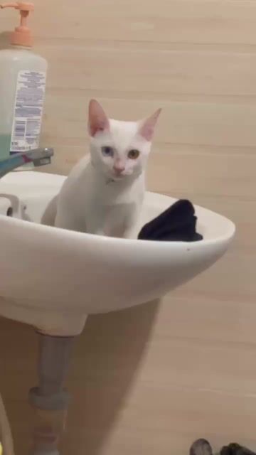 Mèo Khao Manee Thái Lan Trắng Mắt Kim Cương. Mua bán Mèo tại Thành phố Biên Hòa Đồng Nai được đăng bởi Phan Tiền Sang hình 1