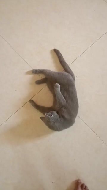 Mèo lông ngắn cái 2.5kg Xám. Mua bán Mèo tại Huyện Thanh Miện Hải Dương được đăng bởi Tênhaykhodat hình 1