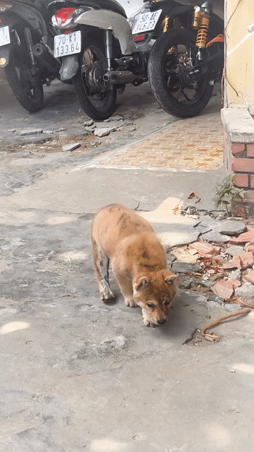 Chó Mông Cộc Màu Vện Lưỡi Đốm Nhiều. Mua bán Chó tại Quận Gò Vấp Tp Hồ Chí Minh được đăng bởi Shop SH Và Chó Cộc Sài Gòn hình 1