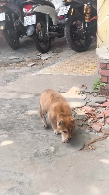 Chó Mông Cộc Màu Vện Lưỡi Đốm Nhiều. Mua bán Chó tại Quận Gò Vấp Tp Hồ Chí Minh được đăng bởi Shop SH Và Chó Cộc Sài Gòn hình 1