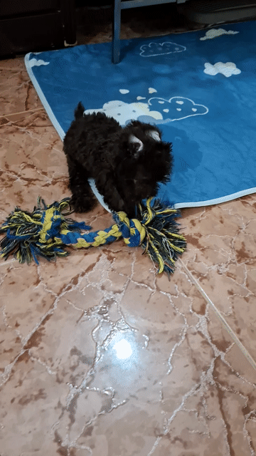  Poodle socola màu hiếm . Mua bán Chó tại Quận 7 Tp Hồ Chí Minh được đăng bởi tran nguyen ngoc khanh hình 1
