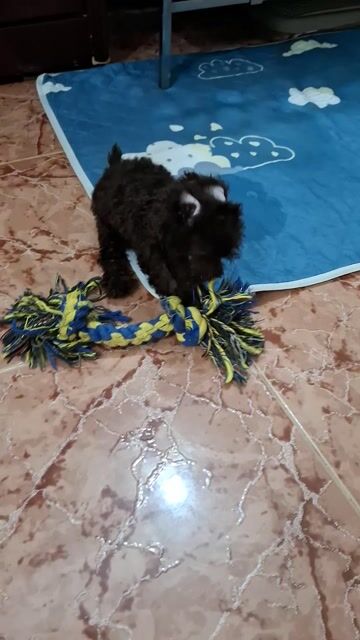 Poodle socola màu hiếm . Mua bán Chó tại Quận 7 Tp Hồ Chí Minh được đăng bởi tran nguyen ngoc khanh hình 1