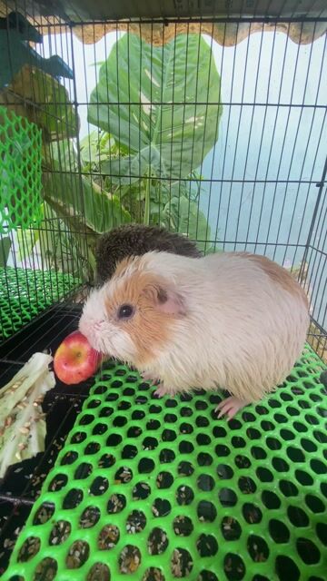 Chuột lang đực hơn 1 năm. Mua bán Thú cưng khác tại Thành phố Thuận An Bình Dương được đăng bởi Thu Hồng hình 1