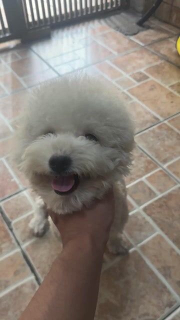 Chó Poodle cái 8 tháng. Mua bán Chó tại Quận Phú Nhuận Tp Hồ Chí Minh được đăng bởi ta duy tung hình 1