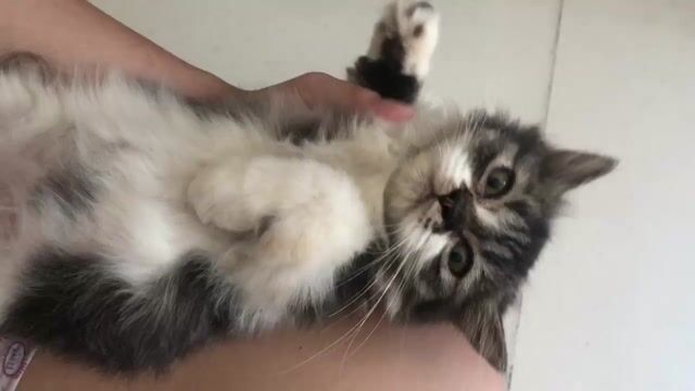 Đen khói vân lông dài chân lửng 🍙. Mua bán Mèo tại Quận Tân Phú Tp Hồ Chí Minh được đăng bởi Nguyễn Quỳnh Nhi hình 1