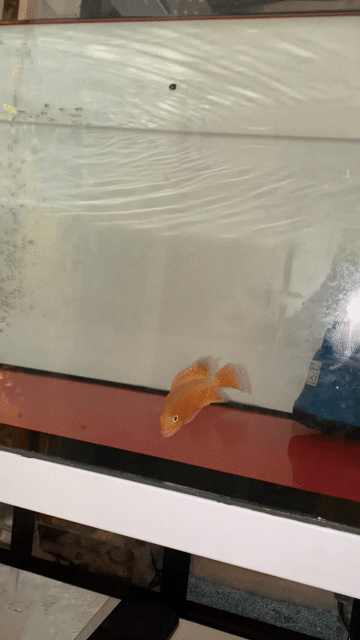 Cá la hán Khỉ đỏ Size 1 ngón cái. Mua bán Thú cưng khác tại Quận 6 Tp Hồ Chí Minh được đăng bởi Diệp Lợi hình 1