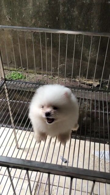 Chó Pomeranian(Phốc sóc tc). Mua bán Chó tại Quận Bình Tân Tp Hồ Chí Minh được đăng bởi Ngọc Như hình 1